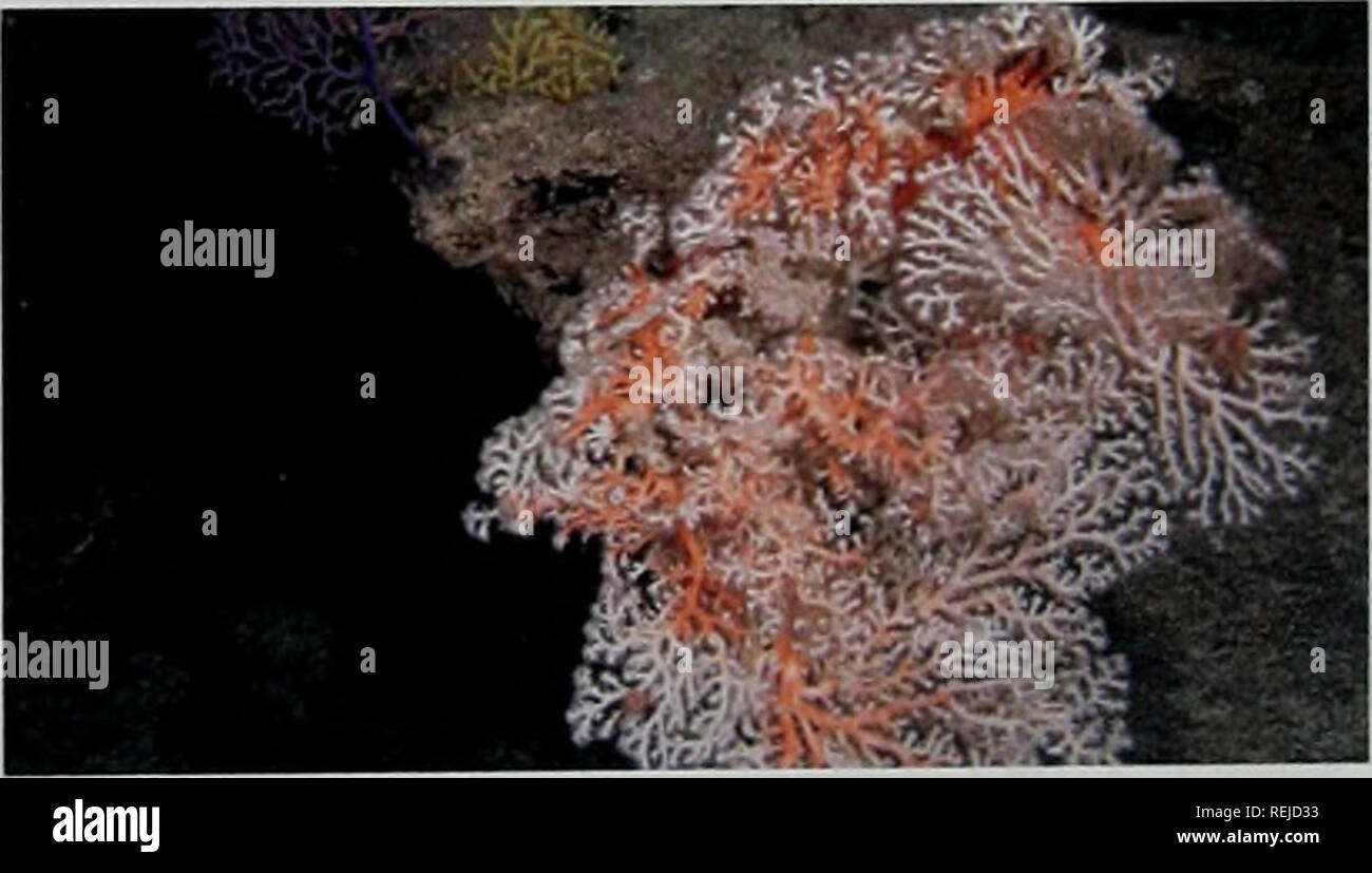 . Les récifs coralliens d'eau froide : loin des yeux - n'est plus hors de l'esprit. La diversité biologique du PNUE-WCMC Série 22. A 50 cm de hauteur de corail noir (Antipathes sp.]. [Corail] CoraUium secundum de off California 17. Veuillez noter que ces images sont extraites de la page numérisée des images qui peuvent avoir été retouchées numériquement pour plus de lisibilité - coloration et l'aspect de ces illustrations ne peut pas parfaitement ressembler à l'œuvre originale.. Freiwald, A. , Fosså, J. H. , Grehan, A. , Koslow, T. , Roberts, J. M.. Le PNUE-WCMC Banque D'Images