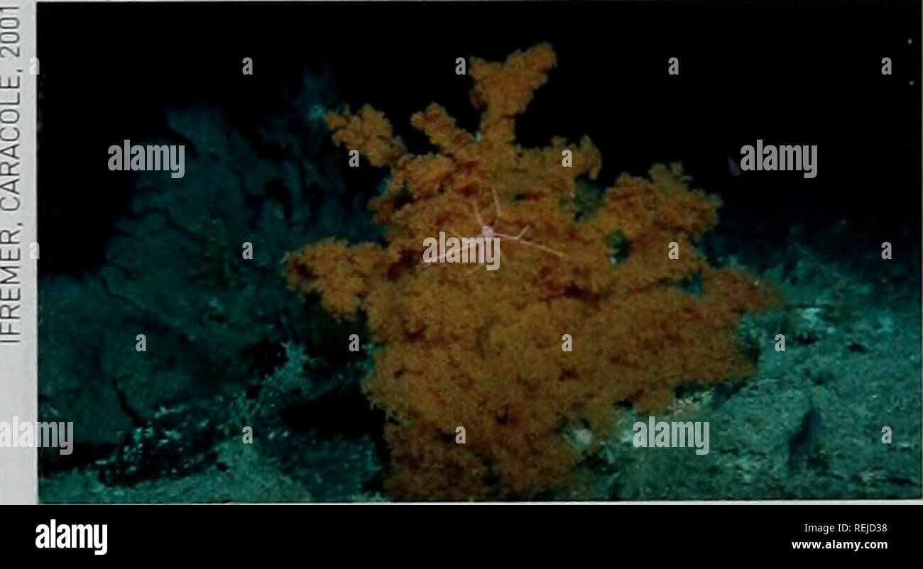 . Les récifs coralliens d'eau froide : loin des yeux - n'est plus hors de l'esprit. La diversité biologique du PNUE-WCMC Série 22. Solenosmitia variabiUs à partir d'un sous-marin de Tasmanie. A 50 cm de hauteur de corail noir (Antipathes sp.]. Veuillez noter que ces images sont extraites de la page numérisée des images qui peuvent avoir été retouchées numériquement pour plus de lisibilité - coloration et l'aspect de ces illustrations ne peut pas parfaitement ressembler à l'œuvre originale.. Freiwald, A. , Fosså, J. H. , Grehan, A. , Koslow, T. , Roberts, J. M.. Le PNUE-WCMC Banque D'Images