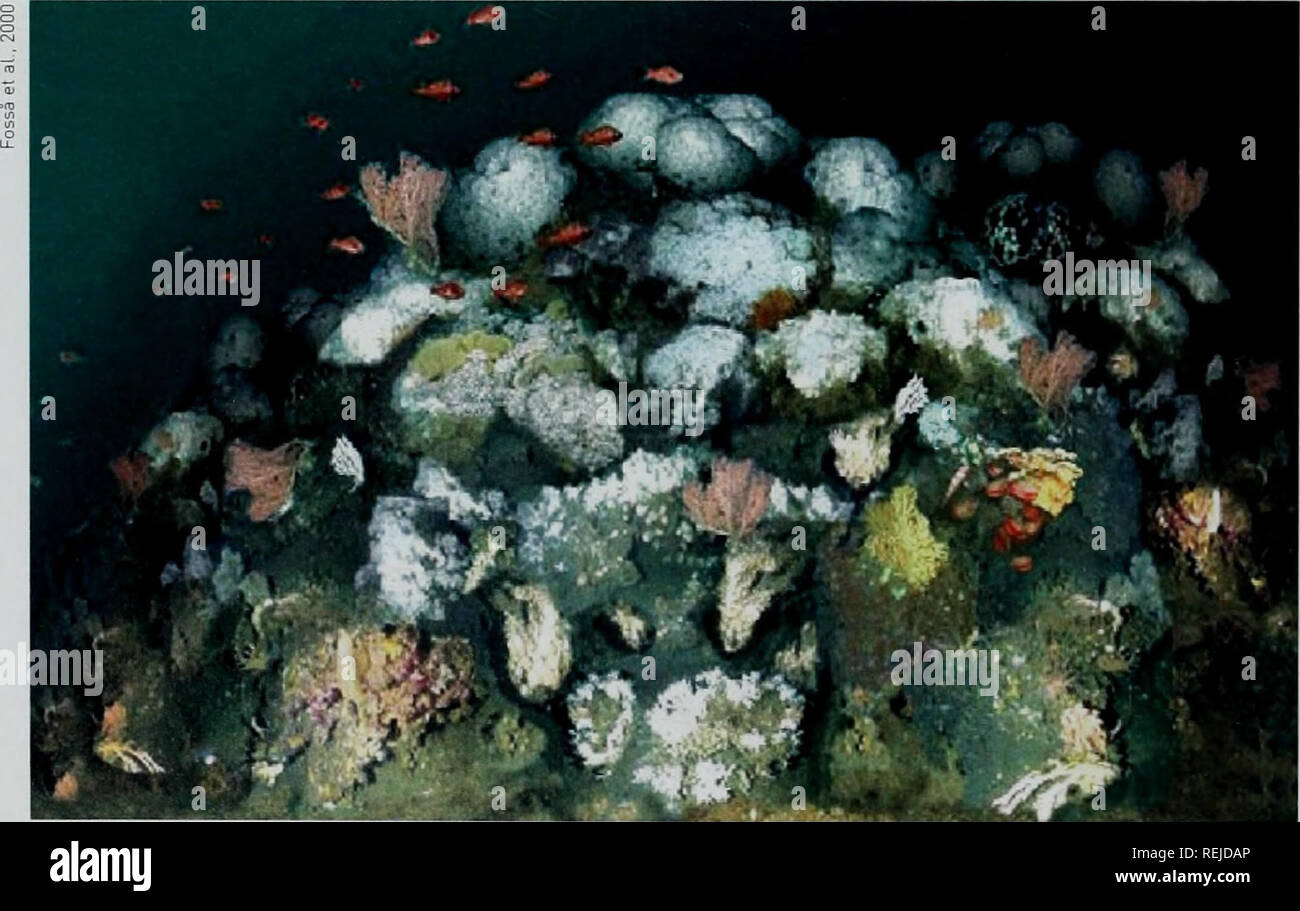 . Les récifs coralliens d'eau froide : loin des yeux - n'est plus hors de l'esprit. La diversité biologique du PNUE-WCMC Série 22. Les récifs coralliens d'eau froide Sommaire Au cours des dernières décennies, l'exploration des eaux profondes de l'utilisation des nouvelles technologies a révélé en- dans les parties de sites notre planète qui remettent en question la sagesse conventionnelle. Les récifs coralliens, que l'on pensait être restreint pour réchauffer les eaux peu profondes dans les régions tropicales et subtropicales, ont été trouvés trouvés dans le noir, le froid, les eaux riches en éléments nutritifs au large des côtes de 41 pays jusqu'à présent. Ils se produisent dans les fjords, le long du bord du plateau continental et autour des su Banque D'Images