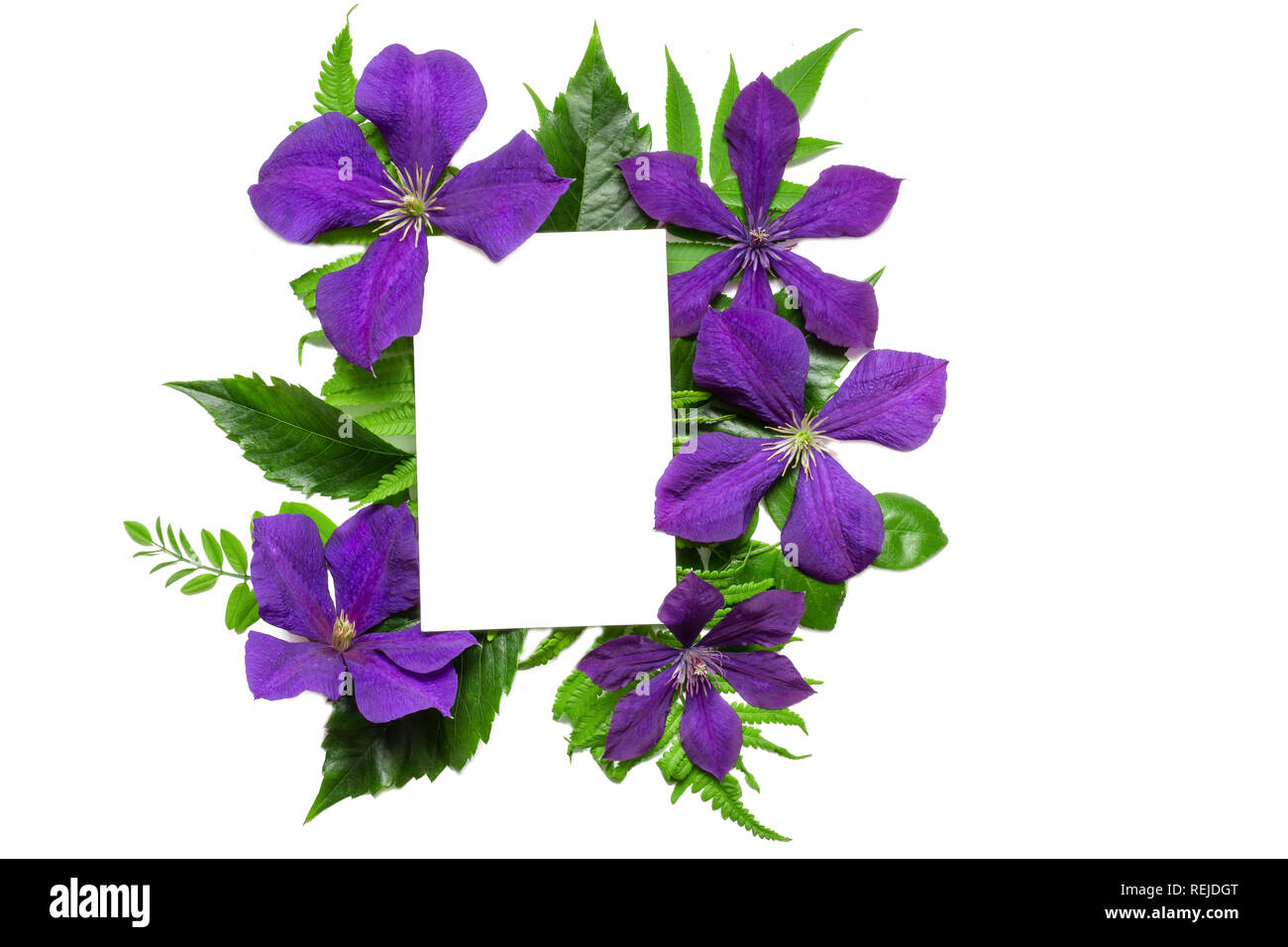 Mise en page créative avec des fleurs violettes, de feuilles et de cartes de vœux en blanc isolé sur fond blanc. Concept de la nature. Télévision lay. maquette vue de dessus. Banque D'Images Mise en page créative avec des fleurs violettes, de feuilles et de cartes de vœux en blanc isolé sur fond blanc. Concept de la nature. Télévision lay. maquette vue de dessus. Banque D'Images