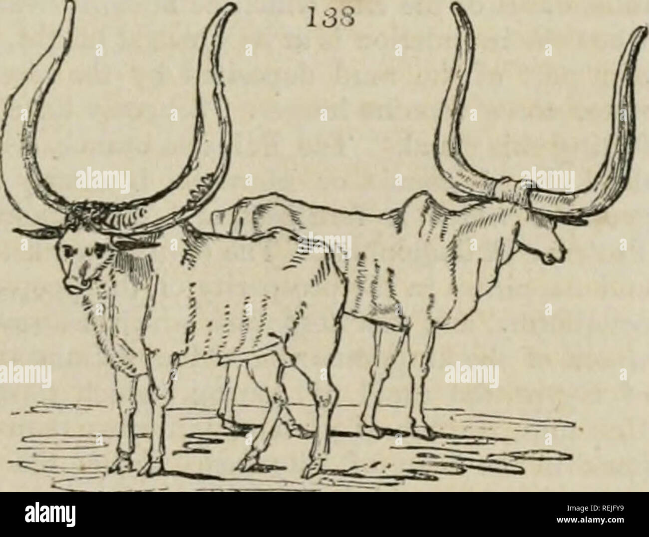 . Une encyclopédie de l'agriculture [ressource électronique] : comprenant la théorie et la pratique de l'évaluation, le transfert, l'aménagement, l'amélioration et la gestion de la propriété foncière, et la culture et l'économie de la productions animales et végétales de l'agriculture, y compris toutes les dernières nouveautés, une histoire générale de l'agriculture dans tous les pays, et une vue statistique de l'état, avec des suggestions pour l'avenir de progrès dans les îles britanniques. L'agriculture. Livre I. L'AGRICULTURE EN AFRIQUE. 171 Section IV. De l'état actuel de l'agriculture en Afrique. 1066. Le continent de l'Afrique Banque D'Images