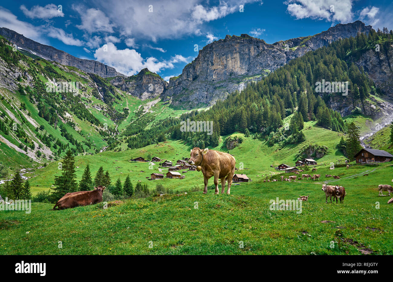 vaches-suisses-banque-de-photographies-et-d-images-haute-r-solution