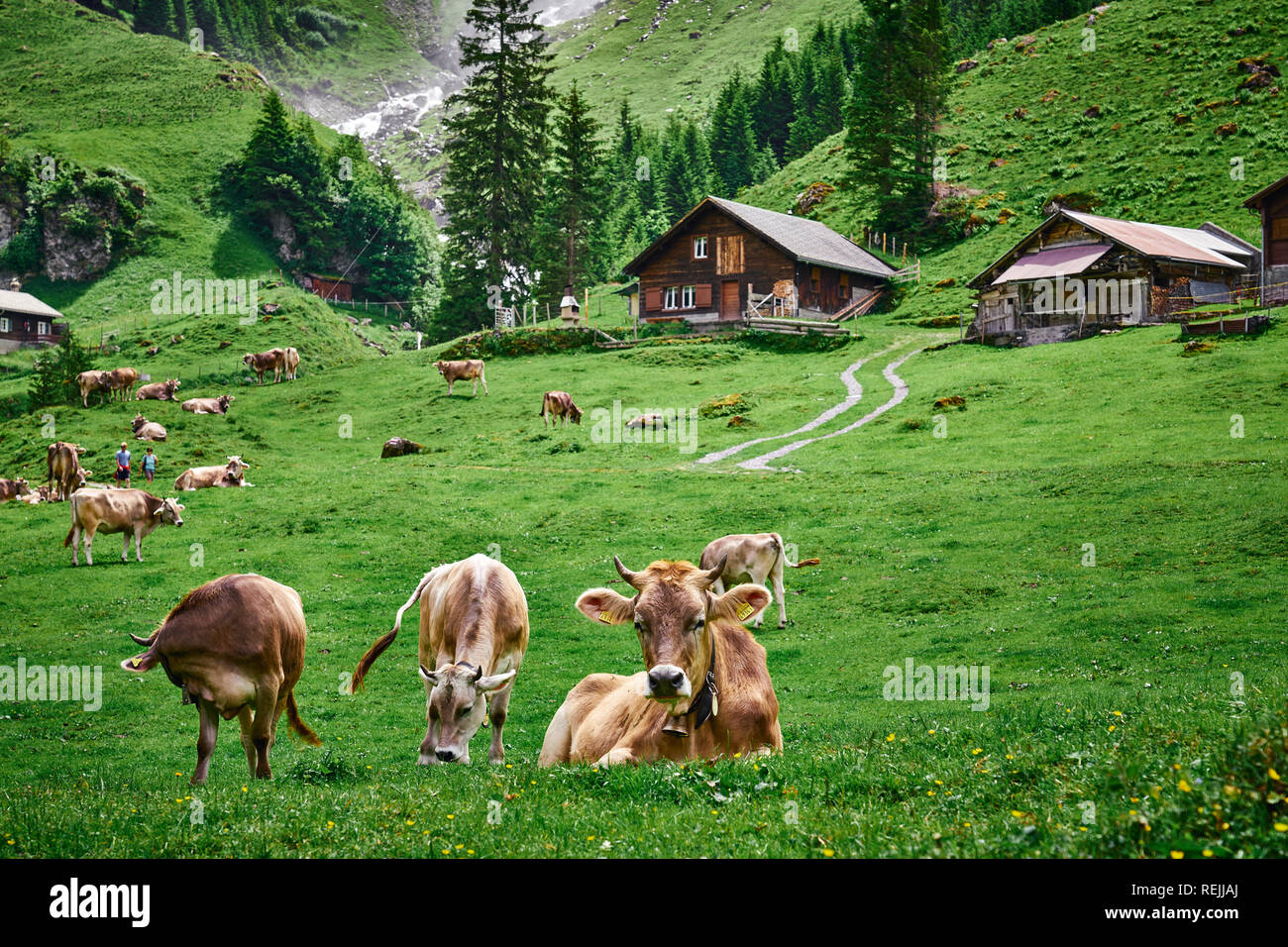 Magnifique panorama de paysage depuis les Alpes suisses, avec des vaches, des cascades, des prairies et des fermes. Prise à Äsch (Asch) village, canton d'Uri, Suisse. Banque D'Images