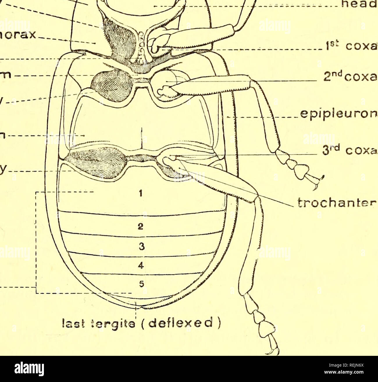 . Coleoptera. Chrysomelidae. Les Coléoptères Chrysomelidae ;. IXTRODUCTIOX. 3 Structure externe. Dans la forme et la taille de ces insectes varient considérablement, mais les caractères généraux peuvent être décrits comme suit : la tête est assez profondément enfoncés dans le prothorax, les yeux sont généralement convexe et ensemble, le clypeus est subtrnncate, avec la marge antérieure enfoncée transversalement, et l'antenne ? Sont insérées sur le front derrière la base des mandibules ; le prothorax est étroitement appliqué sur les élytres, et est habituellement plus large ou d'être aussi vastes que ceux-ci sont à leur base. protnorax^ epimeron 1ère cavité coxal Banque D'Images