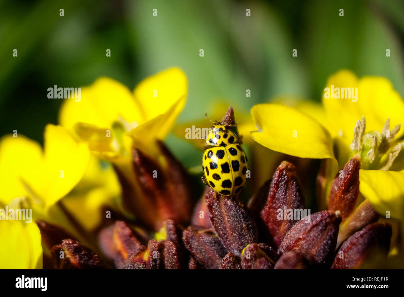 Perfect Match - coccinelle jaune entre les fleurs jaunes au printemps Banque D'Images