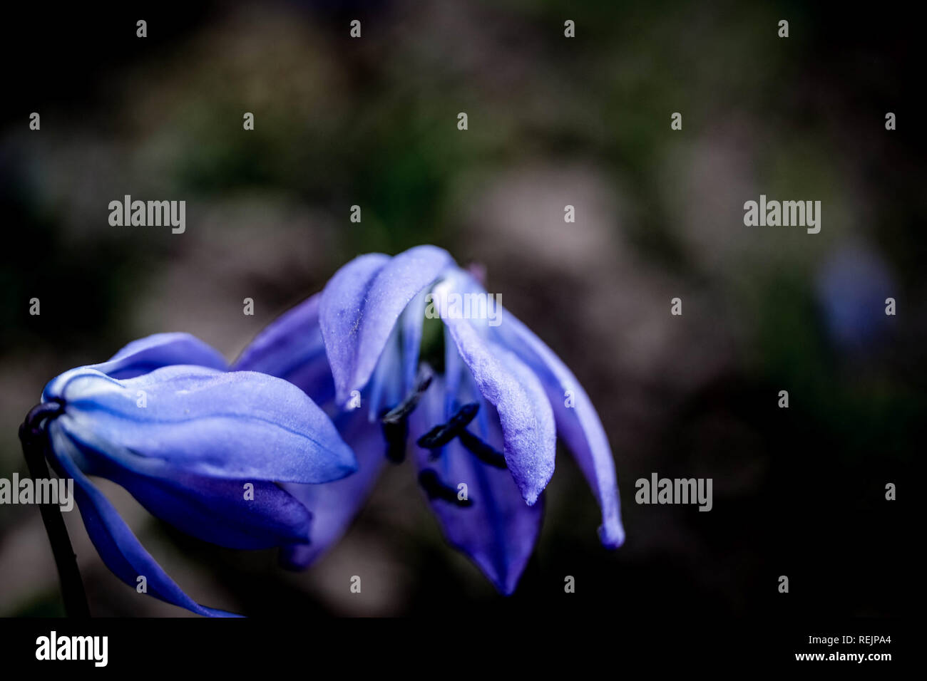 Floraison pourpre - violet tendre des fleurs au printemps à l'avant de l'arrière-plan flou Banque D'Images