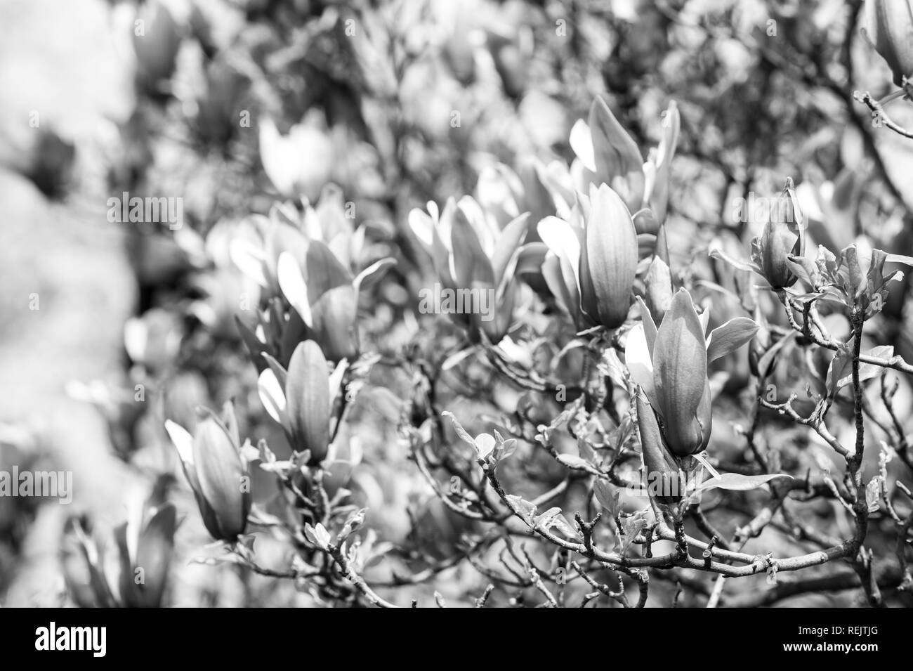 La nature, la beauté, l'environnement. Magnolia à fleurs violettes aux beaux jours, au printemps. Blossom, Bloom, la floraison. Saison Printemps Nouveau concept de croissance de la vie Banque D'Images