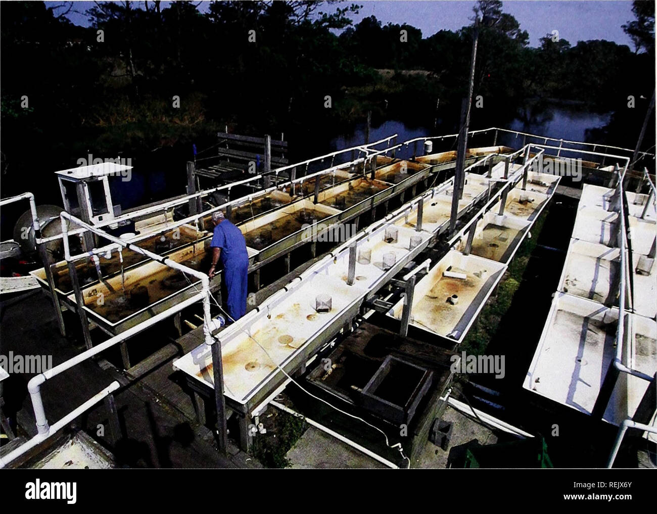 . Coast Watch. Ressources marines ; océanographie ; la gestion des zones côtières ; l'écologie côtière. des piles de crabes à carapace molle saupoudré avec de la glace et prêt à aller au marché. Les crabes en boîte sont en fonction de leur taille - de l'enorme à hôtel - et emballées dans des algues. "Ils vont rester en vie pendant trois jours", dit des ponts. "Ils sont tous aller au marché à New York." l'extérieur du bâtiment, plus de 150 réservoirs d'excrétion se situent en haut de cadres en bois. Le blanc en fibre de verre réservoirs ont des tuyaux qui captent l'eau dans le ruisseau à proximité. "L'eau est con- circulant constamment", dit des ponts. Pendant le shedd Banque D'Images