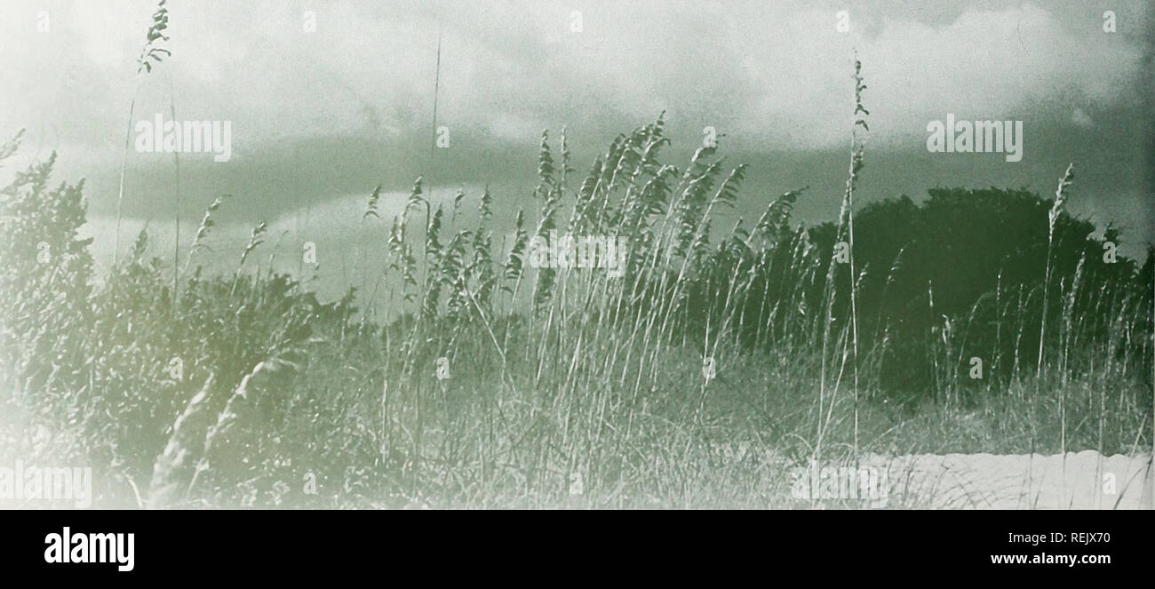 . Coast Watch. Ressources marines ; océanographie ; la gestion des zones côtières ; l'écologie côtière. Lorsque l'ouragan Bertha frappé Jenny Godwin's Emerald Isle Beach House en 1996, il a détruit la moitié d'une dune de sable et plusieurs petits cèdres. Peu de temps après, l'Ouragan Fran détruit l'autre moitié de la dune. Pour reconstruire la dune et ajouter la bonne végétation, Godwin se tourna vers Spencer Rogers de Caroline du Sea Grant et David Nash de NC. Extension Coopérative pour obtenir des conseils. Rogers, un spécialiste de la construction et de l'érosion côtière, et Nash, un agent de vulgarisation dans la gestion côtière et commerciale horti Banque D'Images