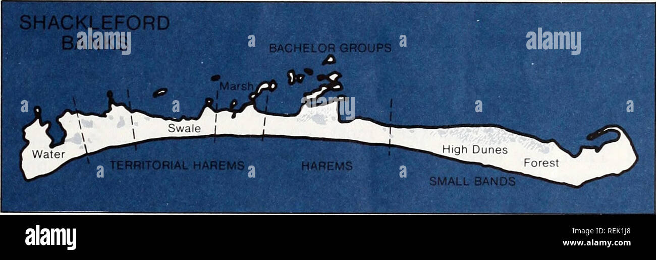 . Coast Watch. Ressources marines ; océanographie ; la gestion des zones côtières ; l'écologie côtière. Adapté du site par Daniel Rubenstein Shackleford les chevaux, comme les trois ci-dessus, les jeunes quittent leurs troupeaux natal lorsqu'ils sont prêts à se reproduire. La carte de droite montre l'organisation sociale de l'île avant la reprise de 1980. Quatre maîtres- harem tenu occupés dans l'extrémité orientale d'herbe, alors que deux groupes et baccalauréat en harems itinérants de l'île partagée centre.. Il pense que les territoires parce qu'ils ont servi les intérêts du troupeau. Et Rubenstein a constaté que la qualité de vie dans le territoire Banque D'Images