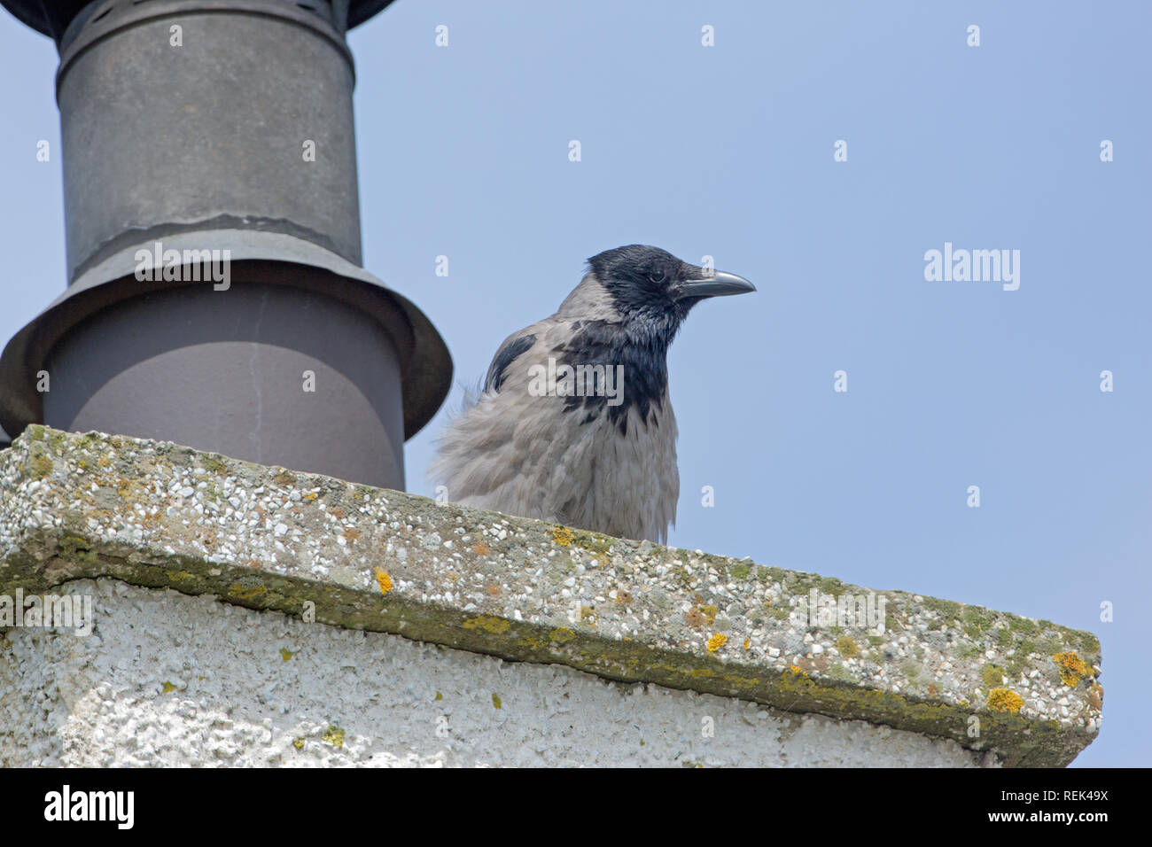 Hooded Crow (Corvus corone cornix). Assis sur une cheminée de maison. L'île d'Iona. Le Inner​ Hébrides, Argyll et Bute. Côte ouest de l'Écosse. Banque D'Images