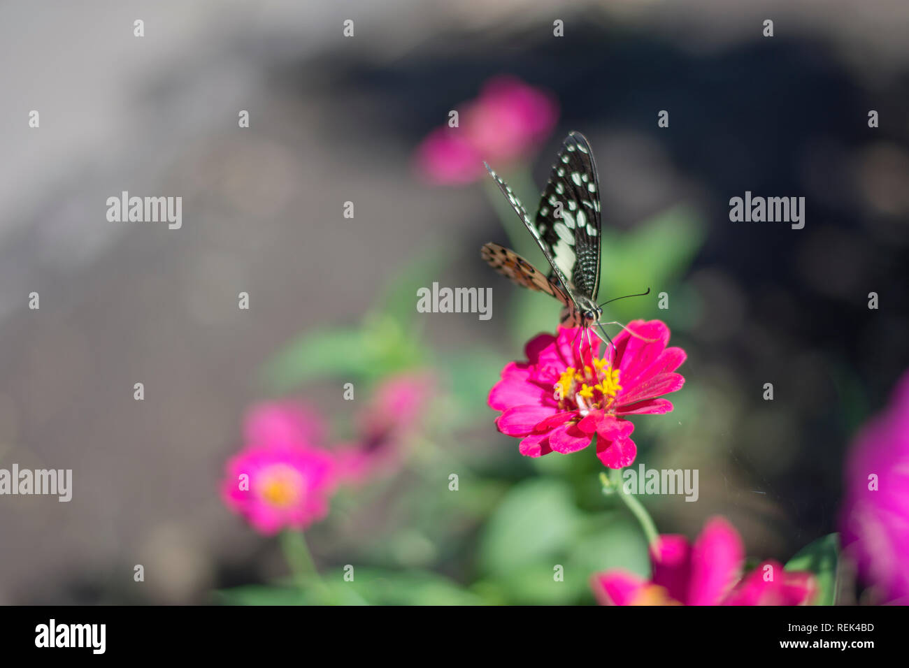 Papillon dans le jardin fleuri Banque D'Images