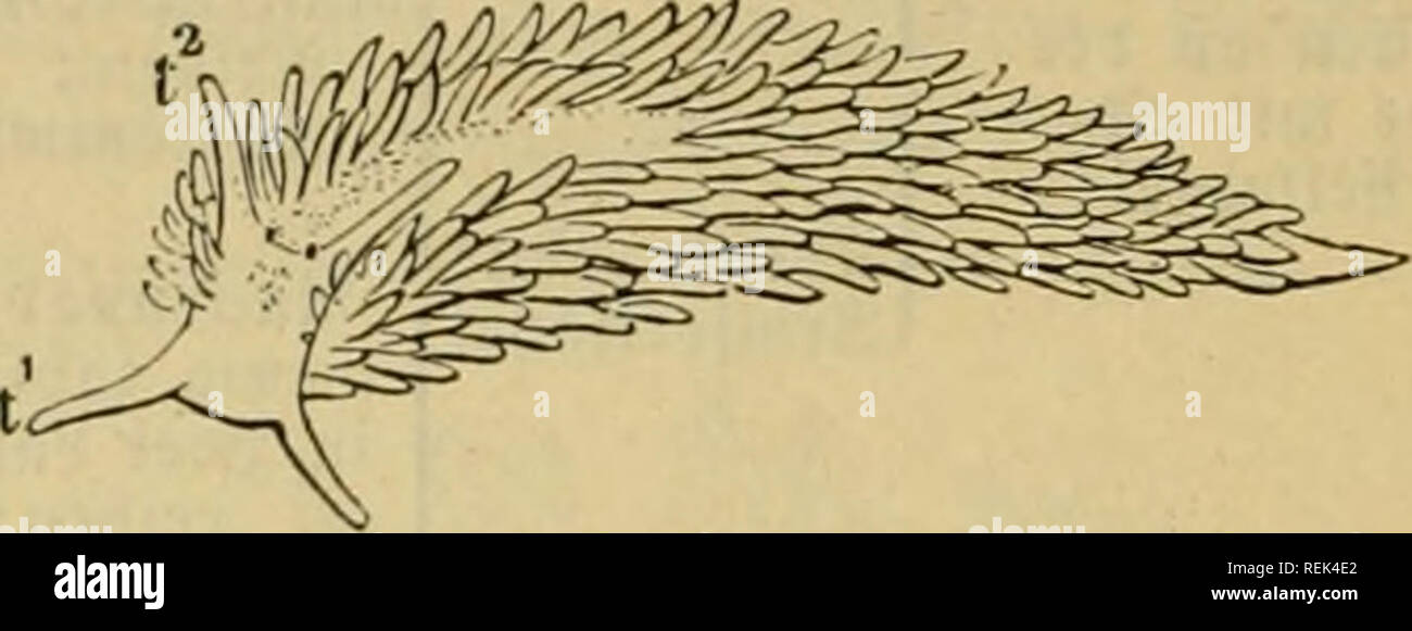 . Le Dr Johannes Leunis Synopsis der thierkunde. Ein Handbuch für höhere lehranstalten und für alle, welche sich mit der wissenschaftlich naturgeschichte der thiere beschäftigen wollen. Les animaux. JE5ig. 881. Glaucus atlanticuss. Sig. 882. AeolidTa ippenfü papulosa ; ti ?ier^^ajiec ; t2 vize-auSSenmin^ler. 5. AeolicIiaV les Cuv. FOl'^^tterfc Clif'. Äörper Strmfortfä^o|ne e ; Sippen vize-auSSenmin^* luo^tentiuidelt ter ; Siiec^vize-auSSenmin^einfad SiüdenpapiUen ter) ; dans^Ireidjen ; ja Steigen guß Dorn geid, hinten jngefpi redjtö^t ; Ifter. saf^h-cic^e Wrten. * A. jjapillösa''' (L.) Cuv. (^^ig. 882.). 93 r e i t a r j i lü g e g a b e n f d^ n e d Banque D'Images