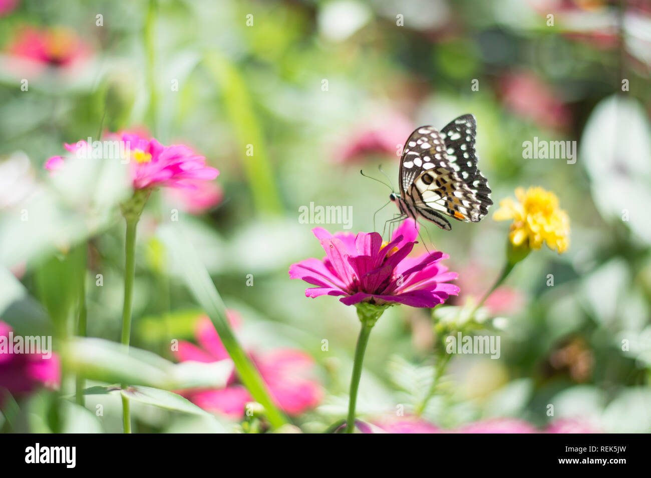 Papillon dans le jardin fleuri Banque D'Images