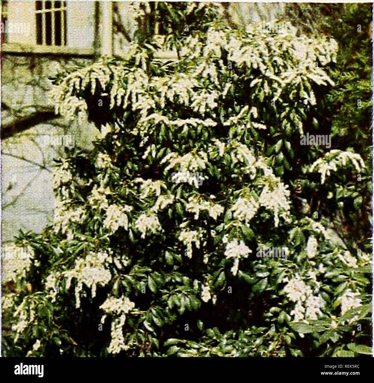 C M Hobbs Fils Horticulture Pépinières De Conifères