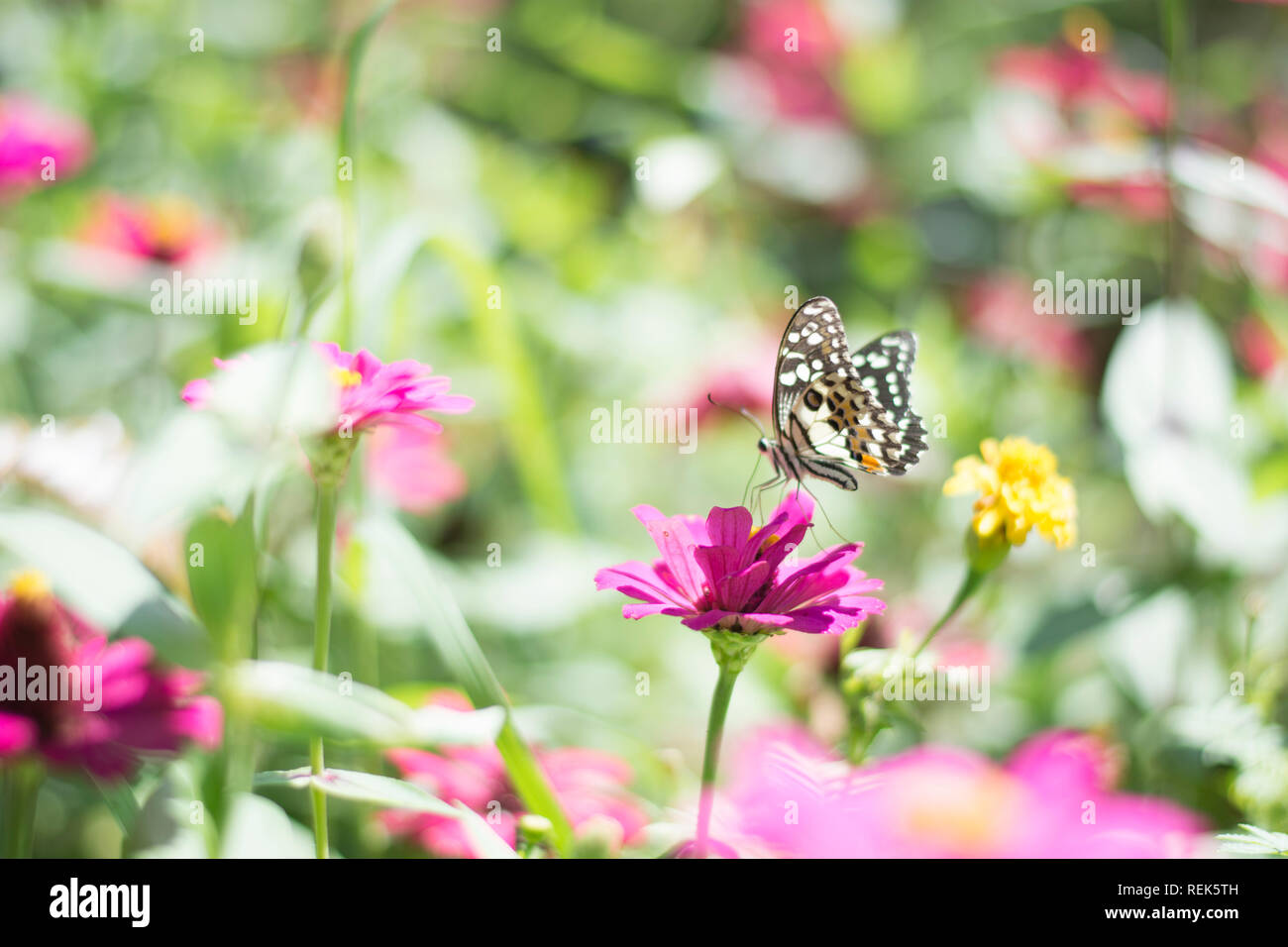 Papillon dans le jardin fleuri Banque D'Images