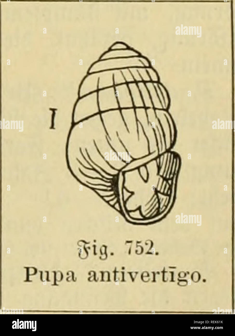 . Le Dr Johannes Leunis Synopsis der thierkunde. Ein Handbuch für Hôtel¶ici lehranstalten und für alle, welche sich mit der naturgeschichte der wissenschaftlich beschäftigen thiere wollen. Les animaux. I. Pulmon<à 2004-2005 at. ?Iiii9cufc{}ncrfcn. 895 llckrftdjt ciuljciniifrfjcu ^rtcn bcr. §. 692. 9 aiMiituiiisen ciinruiUT ; | l'mit S Aalten P. /mmeutum. renale CGU'lH-aitll jlJüntiiuj^ ; 1 -7 ,âit fä¤secà ltelt P. le. SBintungen¶tlUidibraiiii ; Schale Vía P. arenacea. * P. frumentum') Drap. @D)ale l)Cl((iclblid bvnini), Geri(}¤fjcrnb aiinà t, tiialjcn»¶rmig fà ; 9 luciiig¶Ã'cuu 3eltb Biubuiic)cu ; j)iiiiitmiu Banque D'Images