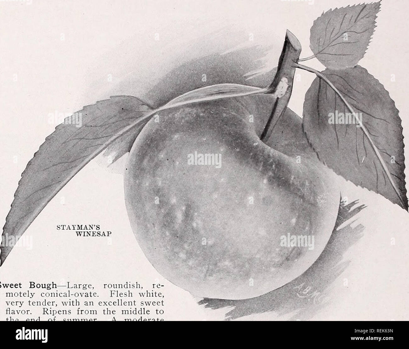 . C. M. Hobbs &AMP ; Fils. Horticulture pépinières de conifères ; Catalogues Catalogues ; catalogues ; des arbres fruitiers et plantes grimpantes arbustes ; catalogues ; Catalogues Catalogues Catalogues Fleurs, légumes. 8 C. M. HOBBS &AMP ; FILS.. Sweet Bough-grandes, arrondies, re- motely-ovales coniques. Chair blanche, très tendres, avec une excellente saveur sucrée. Mûrit du milieu à la fin de l'été. Modérée et régulière d'un porteur. Ir un peu-, ordre croissant. Toute l'arbre- dirigée. Tetofsky-origine, la Russie. La saison, de juillet à août. L'une des premières pommes de mûrir dans les États du Nord, très populaire sur ce compte. Fruit Banque D'Images