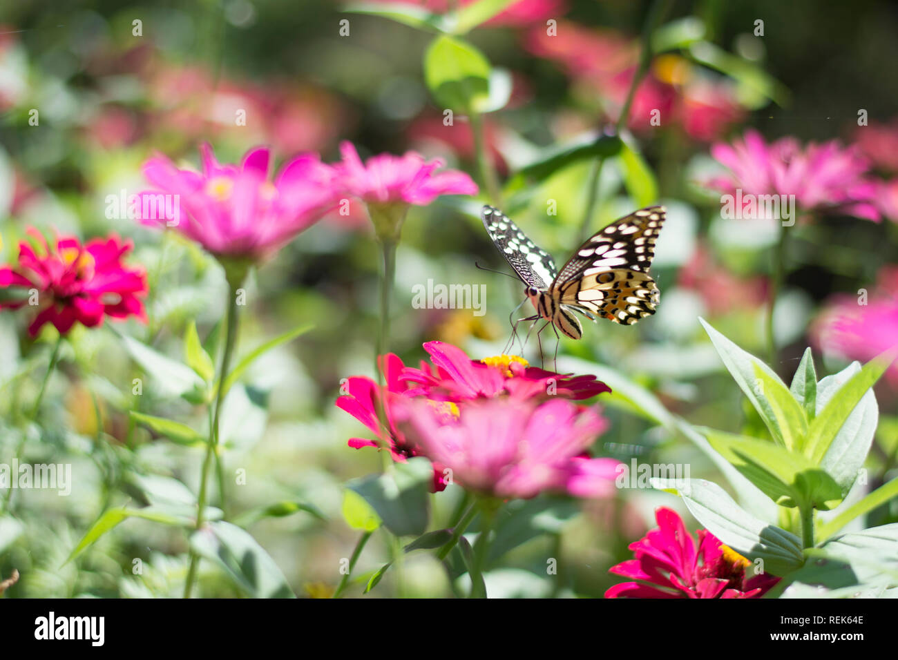 Papillon dans le jardin fleuri Banque D'Images