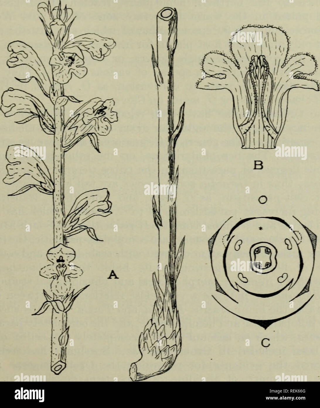 . La classification des plantes à fleurs. Les plantes. Des OROBANCHACÉES 531 d'une bractée et une paire de bractéoles sont également souvent présents sur le pédicelle. La forme du calice une variation considérable montre utile offrant des caractères systématique. Il est généralement pentamères, mais réduction ou suppression d'un ou plusieurs membres peuvent se produire ; ainsi, les sépales latéraux antérieur sont absentes dans certaines espèces d'Orobanche. La partie postérieure de l'étamine est toujours supprimée ; le sens de la longueur de la déhiscence des anthères ; occasionnellement- un demi-anthère est stérile, comme dans. Fig. 245. Orohanche caryophyllacea. A.-fleur spike et partie inférieure de la tige, la r Banque D'Images