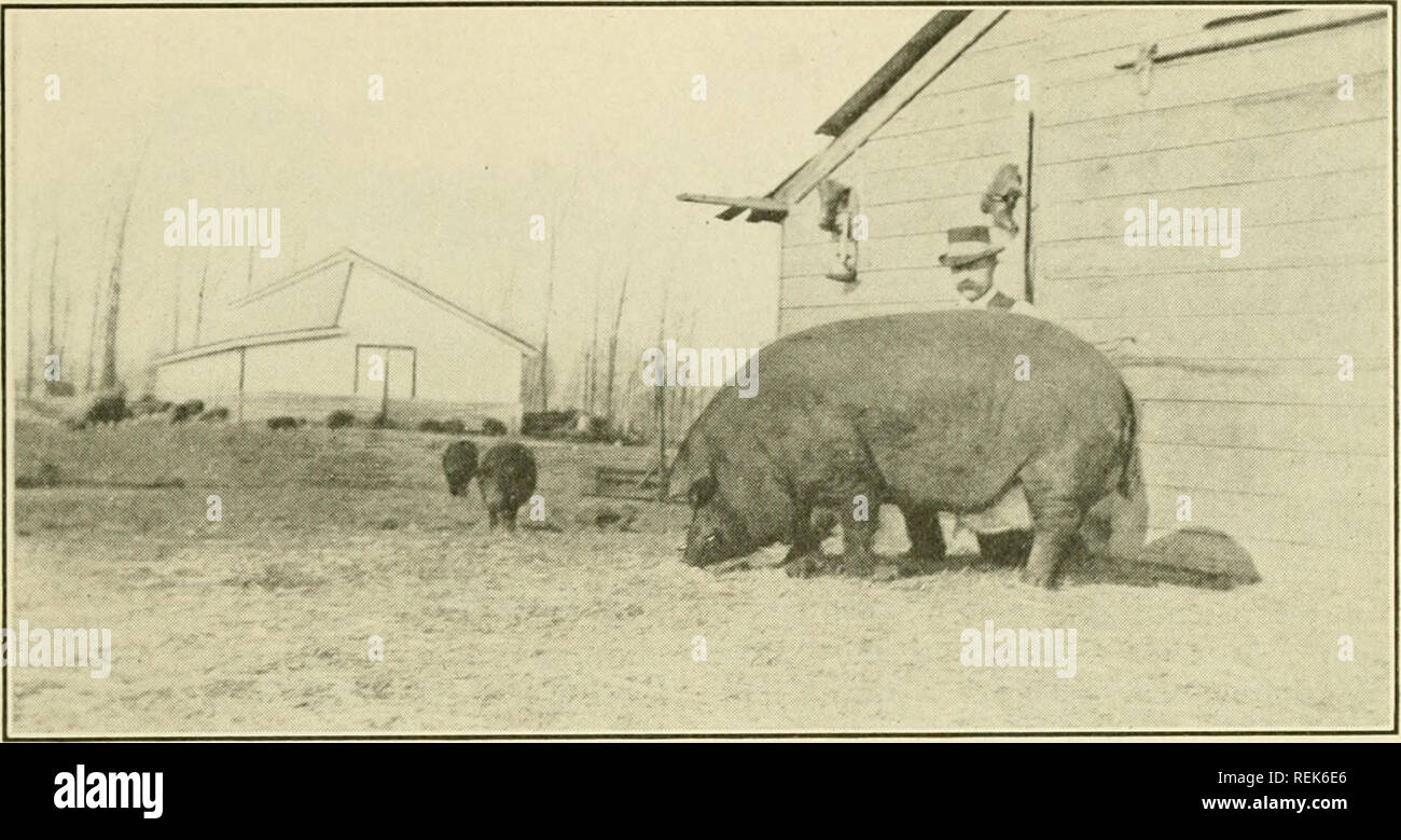 . Le comté de Clay. L'agriculture. Le comté de Clay illustré 67. Sanglier Duroc-Jersey-poids 800 lb-M. 0. Outils d'orpailleurs et huit Ferme le l'équipe de cueillette. Le maïs est un autre des cultures M. Valan s'est développée avec succès depuis de nombreuses années, et les illustrations correspondent à trois points de vue de son domaine husker au travail, et, d'ailleurs, le type de chevaux utilisés sur l'exploitation. M. Valan était l'un des premiers agriculteurs à la luzerne de semence, et la superficie de sa ferme est maintenant 110. Le blé, l'orge et l'avoine sont soulevées sur les pommes de terre et de maïs au sol. Le rendement est grande et la qualité excep- stances bon. L'année dernière, il a battu plus de 6000 bu Banque D'Images