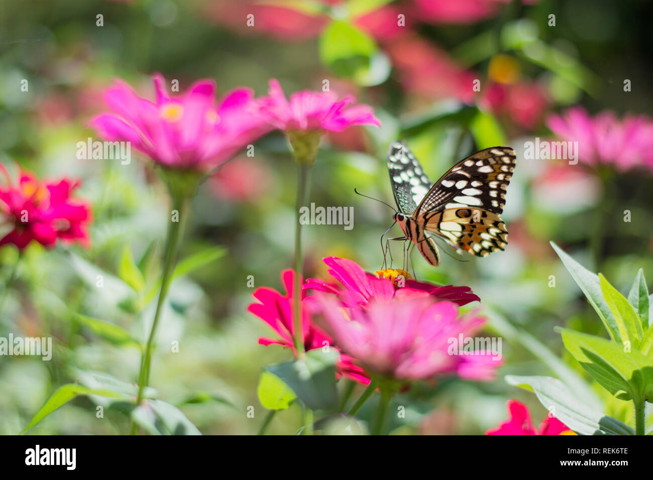 Papillon dans le jardin fleuri Banque D'Images