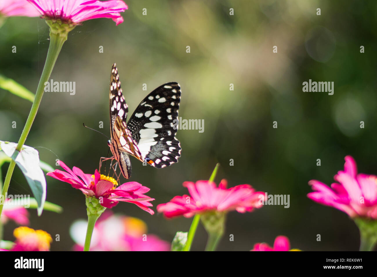 Papillon dans le jardin fleuri Banque D'Images