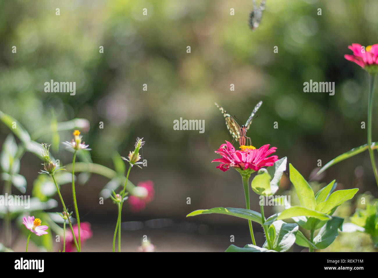 Papillon dans le jardin fleuri Banque D'Images