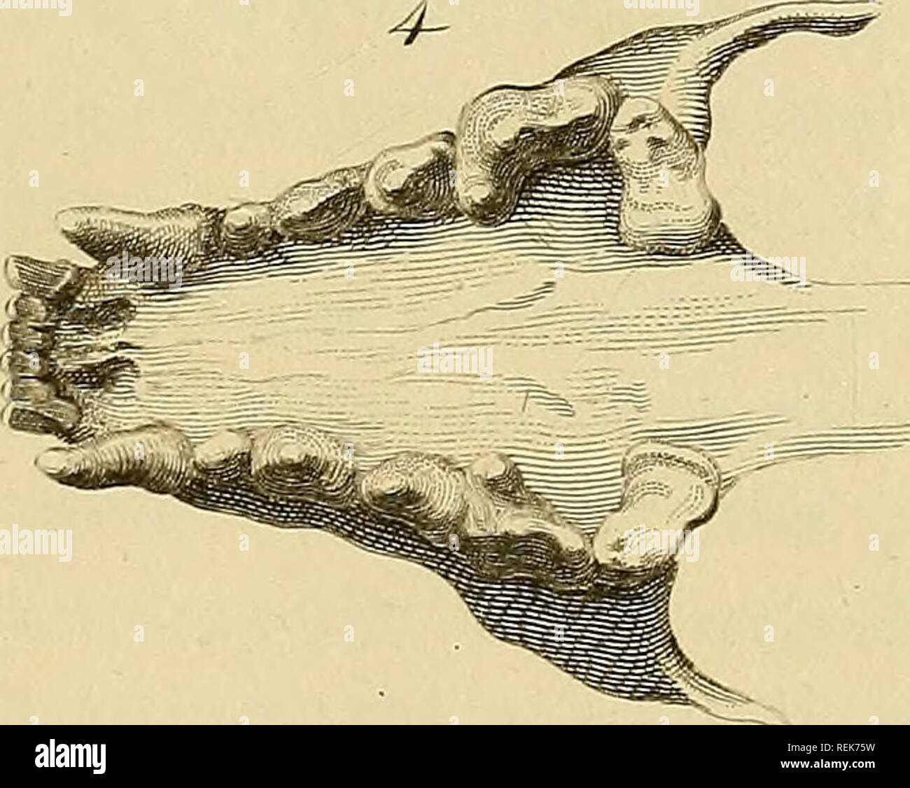 . La classe des mammifères. Les mammifères. . Veuillez noter que ces images sont extraites de la page numérisée des images qui peuvent avoir été retouchées numériquement pour plus de lisibilité - coloration et l'aspect de ces illustrations ne peut pas parfaitement ressembler à l'œuvre originale.. Cuvier, Georges, baron, 1769-1832 ; Griffith, Edward, 1790-1858 ; Pidgeon, Edward ; Smith, Charles Hamilton ; Thomas, Landseer, 1795-1880, malades, Basire, James, 1769-1835, graveur ; Bradley, T. , engraver ; Clowes, William, 1779-1847, de l'imprimante. Londres : Imprimé pour Geo. B. Whittaker Banque D'Images