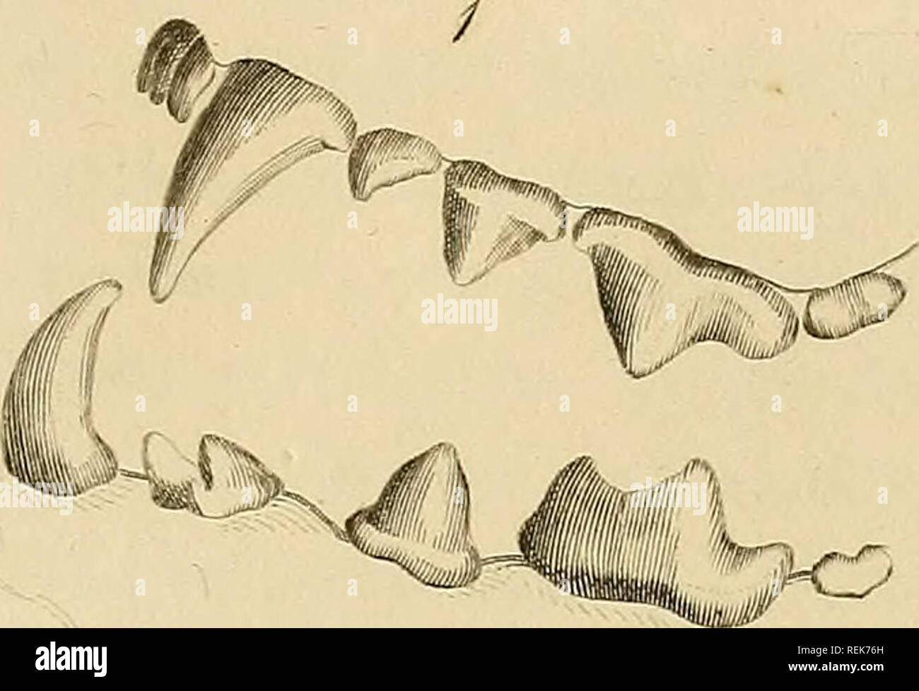 . La classe des mammifères. Les mammifères. . Veuillez noter que ces images sont extraites de la page numérisée des images qui peuvent avoir été retouchées numériquement pour plus de lisibilité - coloration et l'aspect de ces illustrations ne peut pas parfaitement ressembler à l'œuvre originale.. Cuvier, Georges, baron, 1769-1832 ; Griffith, Edward, 1790-1858 ; Pidgeon, Edward ; Smith, Charles Hamilton ; Thomas, Landseer, 1795-1880, malades, Basire, James, 1769-1835, graveur ; Bradley, T. , engraver ; Clowes, William, 1779-1847, de l'imprimante. Londres : Imprimé pour Geo. B. Whittaker Banque D'Images