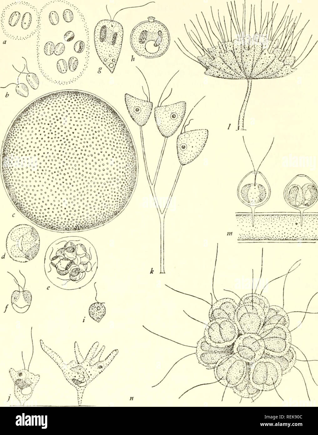 . La classification des organismes inférieurs. La biologie. 54] La classification des organismes inférieurs. Fig. 8.-Ochromonadalea : a, b, Chrysocapsa paludosa après West (1904) ; un, une colonie ; b, les zoospores. C-f, Phaeocystis globosa après l'ScherlTel (1900) ; c, une colonie X 50 ; d, une cellule avec deux plastes, formant une masse d'leucosin sur un monticule de proto- plasma germinatif se projetant dans la vacuole centrale ; e, la production de zoospores ; f, une zoospore. g, h. Cellule et statospore de Ochromonas granularis après Doflein (1922). i, cellule de Monas sp. j. Deux Brehmiella Chrysohydra de cellules après Pascher (1928). k, un très jeune colonie de Banque D'Images