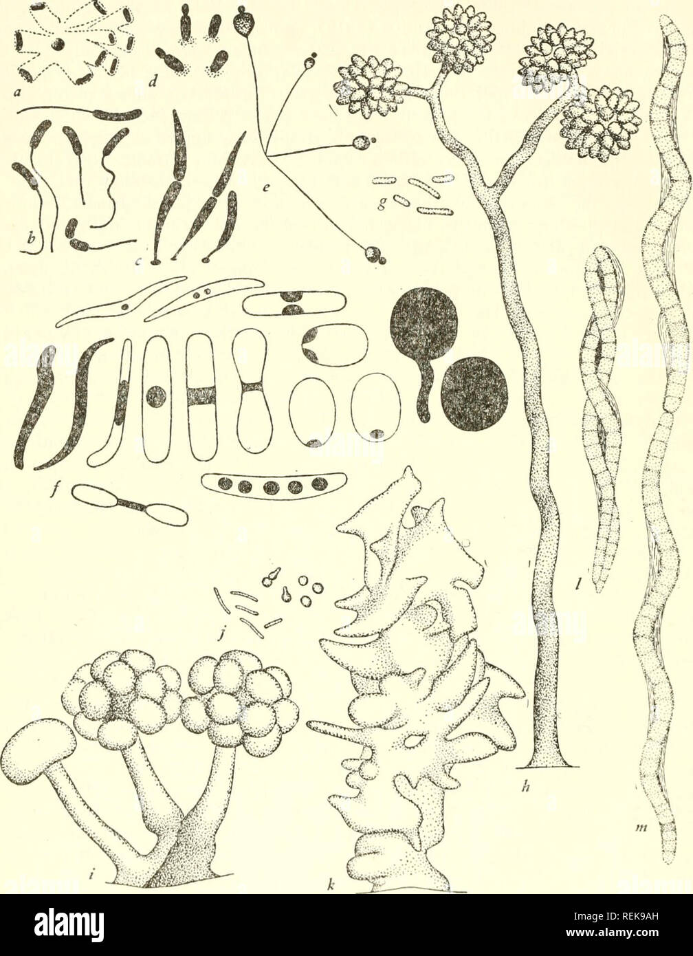 La Classification Des Organismes Inferieurs La Biologie 26 La Classification Des Organismes Inferieurs M Fig 3 A E Caulobacterialea Apres Henrici Et Johnson 1935 X 2 000 A Nevskia Sp B
