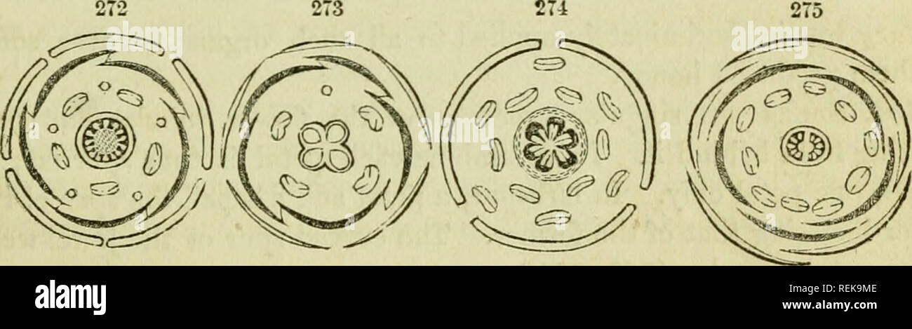 . Class-livre de botanique : être présente de la structure, la physiologie et la classification des végétaux ; avec une flore des États-Unis et du Canada. Botanique ; plantes ; les plantes. Le PLAN DE LA FLEUR. 8T Stimuler la V a des fleurs mais quatre pétales, et dans rnonk liood-la, aussi v/, tho apparemment aro pétales mais étrangement deux organes déformés. Une inspection minutieuse, en règle générale, toutefois, révèle l'autre tl^ree, minute même, à leur place, comme affiché dans la coupe. (283.) 427. Les organes " d'en face" est une condition beaucoup moins fréquentes que les organes " alter- nate," mais c'est très intéressant, comme Banque D'Images