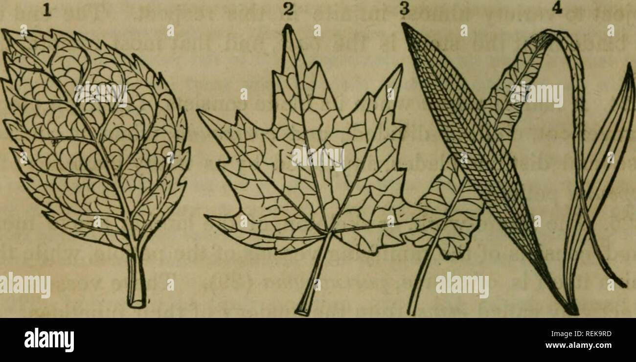 . Une classe-livre de botanique, conçu pour les établissements, les académies, et d'autres séminaires. Illustré par une flore du nord, du centre et de l'ouest des États-Unis, en particulier des États-Unis au nord de la capitale, lat. 38 3/4. Botanique ; plantes ; les plantes. 86 LA FEUILLE. sont toujours reliés par des veinules transversale simple. Ex. L'herbe lily. l. FIG. 28 - Formes de venation. 1, 2, Exogens ; 3, 4 ; Endogen, acrogen. 3d. Nervation fourchue, comme dans l'Cryptogamia, lorsque les veines se diviser et subdiviser par divisions fourchue qui ne s'unissent à nouveau. Ex. de fougères. 230. De la première sorte de, la nervation réticulée, il y a deux varietie Banque D'Images