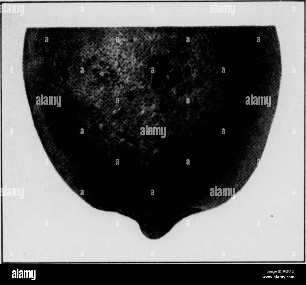 . En vertu de l'irragation fruits Cirtus. Les agrumes, les fruits-culture. RJTRTIS FRUTTS R 9S20 §29 dans STATEvS 27 Côte du Golfe montrent des signes de flétrissement et la wihing s'étendra aux autres branches. Comme la maladie progresse, les feuilles souvent scrutateur]), ou dans certains cas le flétrissement peut se produire si soudainement que les feuilles sèches restera accroché aux branches. Après que le sommet a été blessé de nombreux germes de l'eau sortir du tronc et de grandes branches. Ces paraissent au premier abord semble en bonne santé et de promettre un nouveau, arbre sain, mais après une fois qu'ils deviennent en apparence maladive et mourir plus tard. Fig. 18 montre un fléau Banque D'Images