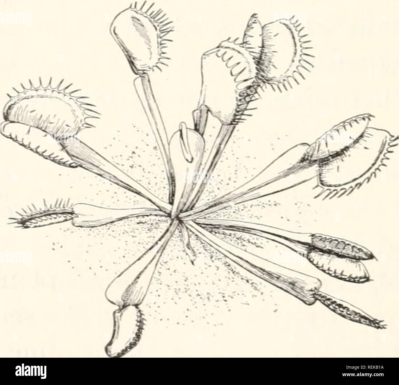 . Une civic biologie : présentés dans des problèmes. Biologie ; l'assainissement. Des feuilles sur une clôture rossolis d'insectes capturés. Le Venus Fly Trap, montrant les feuilles ouvertes et fermées. attirer les insectes et servir plus tard d'attraper et de digérer la matière azotée de ces insectes à l'aide d'enzymes déversées par les mêmes cheveux. Une autre usine, le Venus Fly Trap, capture les insectes dans une feuille sensible qui se replie et tient la ferme jusqu'à l'insecte répandu par les enzymes lentement la feuille le digérer. D'autres encore,. Veuillez noter que ces images sont extraites de la page numérisée des images qui peuvent avoir été retouchées numériquement pour re Banque D'Images