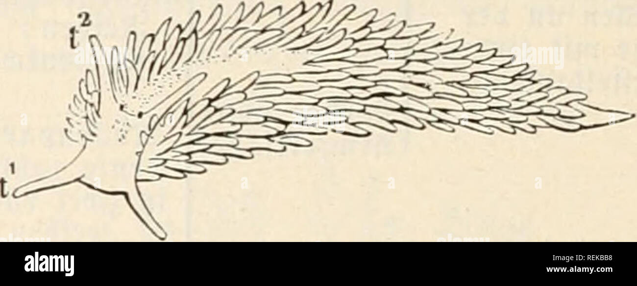 . Le Dr Johannes Leunis Synopsis der thierkunde. Ein Handbuch für höhere lehranstalten und für alle, welche sich mit der wissenschaftlich naturgeschichte der thiere beschäftigen wollen. Zoologie. concert. 881. Glaucus. atlaiitlcus gig. 882. Aeolidla papulosa ; ti Si j^jenfü^^Oiicd l'IC ; t2^vize-auSSenmin^Ier. 5. AeolicIiaV gfotiC Cuv.^nfrfc("i. D Äörper trmfortfä^)SW 3e ; ?ippen = vize-auSSenmin^Ier U)d)IentundeIt^vize-auSSenmin ; 9iiec^Siücfenpapitten Ier einfach ; ja dans^Ireid)en 9iiei)cu ; gu^ jugefpi ecfig norn, hinten^t ; 3lfter red)t§. Äai^^stvten ireic c. * A. papulosa''' (L.) Cuv. (Gig. 882.). 33 r e i t )t) a r j i g e g a b e n f d^ n Banque D'Images
