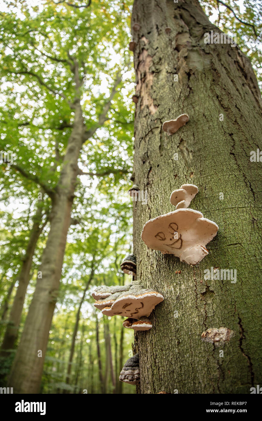 Les Pays-Bas, 's-Graveland, Spanderswoud domaine rural. L'Amadou Fomes fomentarius (champignon) sur beech tree. Dessous conçu avec la face. Banque D'Images