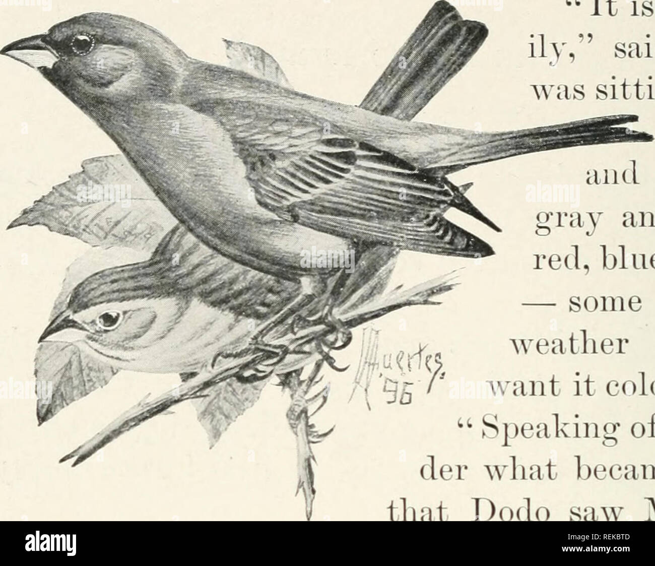 Citizen Bird Scènes De La Vie Des Oiseaux Dans Langlais