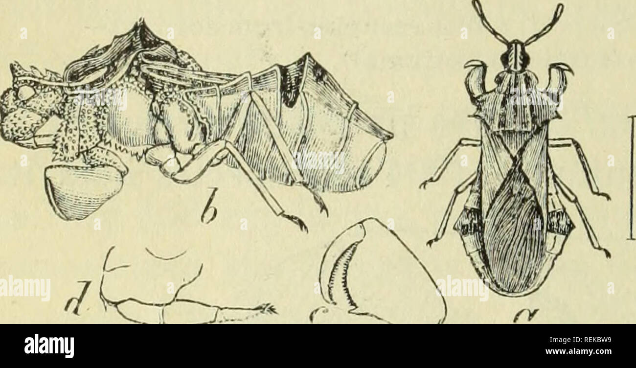 . Circulaire. Les insectes. Fig. G.-Ph era] volffii vue : a. vue dorsale ; b. lat- il ; jambe (I, le museau-a, b, i, élargie ; plus grande (de Riley). Fig. 5.-Pteromalus puparum : femelle à gauche, mâle à droite très-grossie (original). De nombreux autres ennemis attaquer ce ver du chou en plus de celles qui ont été énumérées,1 et il est parfois l'objet d'une con- tagious maladie bactérienne2 semblable à celle de la fausse-arpenteuse du chou.3 Cependant, il est moins sensible à cette maladie, et il est rarement destroj'ed dans tous les numéros par elle. Les mouches parasites peuvent être encouragés par l'larves et Banque D'Images