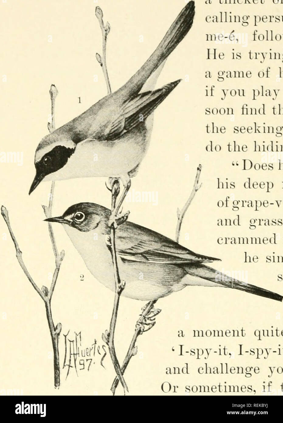 Top 10 Des Oiseaux Les Plus Colorés De France