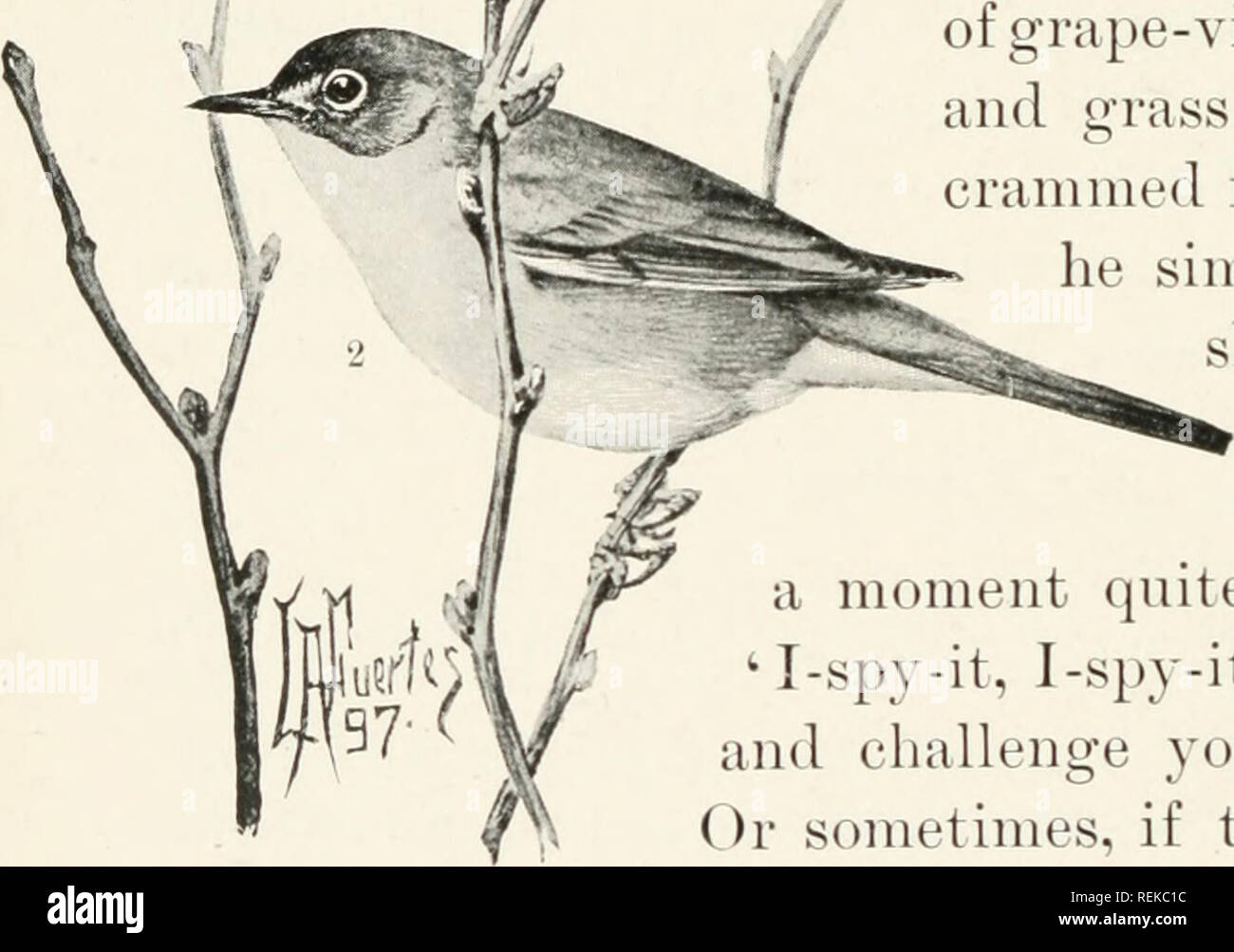 Citizen Bird Scènes De La Vie Des Oiseaux Dans Langlais