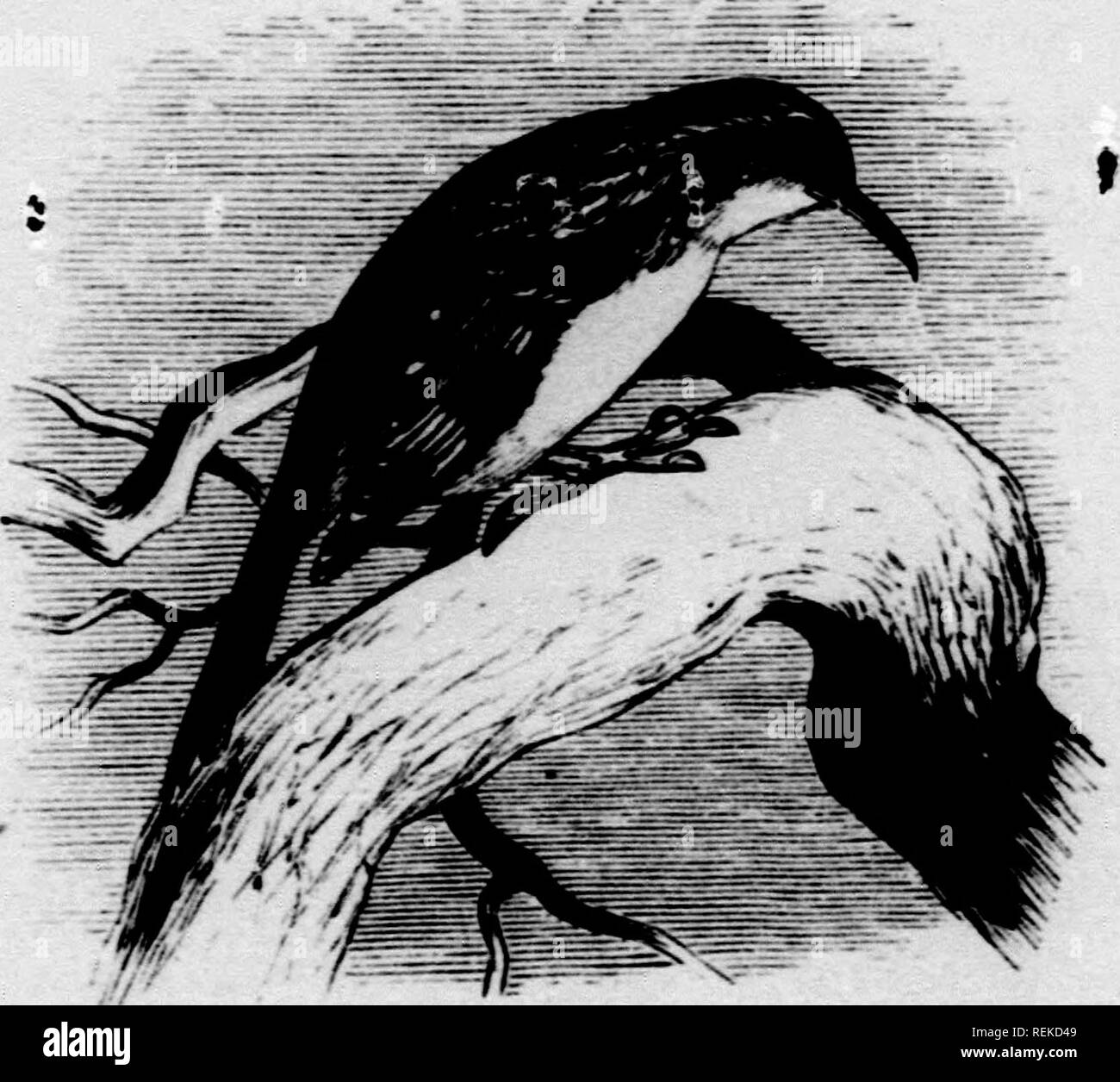 . Une histoire d'oiseaux de l'Amérique du Nord [microforme] : les oiseaux terrestres. Les oiseaux -- Amérique du Nord ; Ornithologie -- Amérique du nord ; oiseaux -- Amérique du Nord ; Ornithologie -- Amérique du Nord. Certhin nymricann. Oexus CERTHIA, Linn. Ccrthut LissJEVs,, Syst. 10ème nat. éd., 1758, 112. {Tyye, C. familiaris.) (voir l'Reichex- UAcu, Handbuch, I, II, 1853, 256, d'une monographie du genre.) Le Général Char. Doux plumage et lâche. Le projet de loi tant que tête, non compressé, avec encoche latérale ; toutes ses lignes decurved. Narines pas surplombées de plumes, linéaire, avec un épaississement incum- bent l'échelle, comme dans les troglodytes. Pas rictal br Banque D'Images