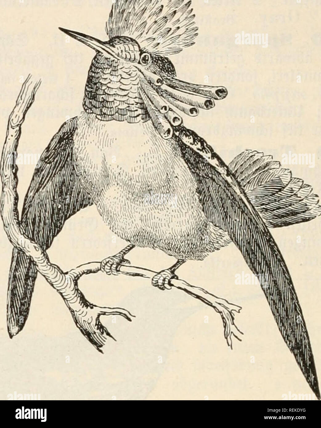 . Le Dr Johannes Leunis Synopsis der thierkunde. Ein Handbuch für höhere lehranstalten und für alle, welche sich mit der wissenschaftlich naturgeschichte der thiere beschäftigen wollen. Zoologie. 364 Sootogte iJJaturgcfd^^ober ii te être§^^terreirf 2)ö.. 513. 284. Lophornis ornata. f(i)roar3 fonftige Unterfeite ireiß ; ; £'ängel2cm Länge" glügd ; 5,3 cm ; ©^inanjlänge 5 - 6 cm. a ?ranlien. 14. Dociniästes»^ Gould. @D)l'nabcl länger(une Äör^er ö ber, {oufiuärtö gebogen eicf)t ; (sd)njan5 gobelig. S)ie einäige tlr 3i[t : D. ensifer'' Gould (GTG. 285.). Oberfeite Äopf^er grün, fupferfarbig Unterfeite bronjegrün ; ; Banque D'Images