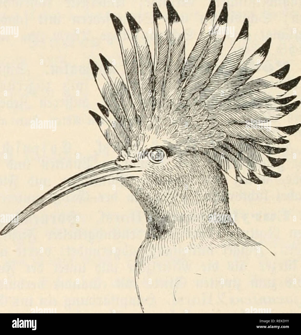 . Le Dr Johannes Leunis Synopsis der thierkunde. Ein Handbuch für höhere lehranstalten und für alle, welche sich mit der wissenschaftlich naturgeschichte der thiere beschäftigen wollen. Zoologie. 352 Bootogte Jaturgefc^ober 9CIF)te être§ 2 :^ien-EID)8. bunMgraSgrün^raavj ; Schnabel fc ; ?änge 50 c"" glügeüänge ; 17 cm ; ^^ä mmy- länge 28"''". ©uiana ^^, Eni. §. 234. 14. ^. ' Himilitlae tcbcl 3ä$)0dfp (§. 220, u.). C^fettürf ©nabet) äufammeugcbvüctt^b, t)er qIö fonft gebogen breit, FPI,^ ; Ober" nnb Unter = |fc)nabel legen fid) gtäcfien einanber platten mit auf ; gUigel [tmnpf, mittellang ; ©d^wanj mit 10 Banque D'Images