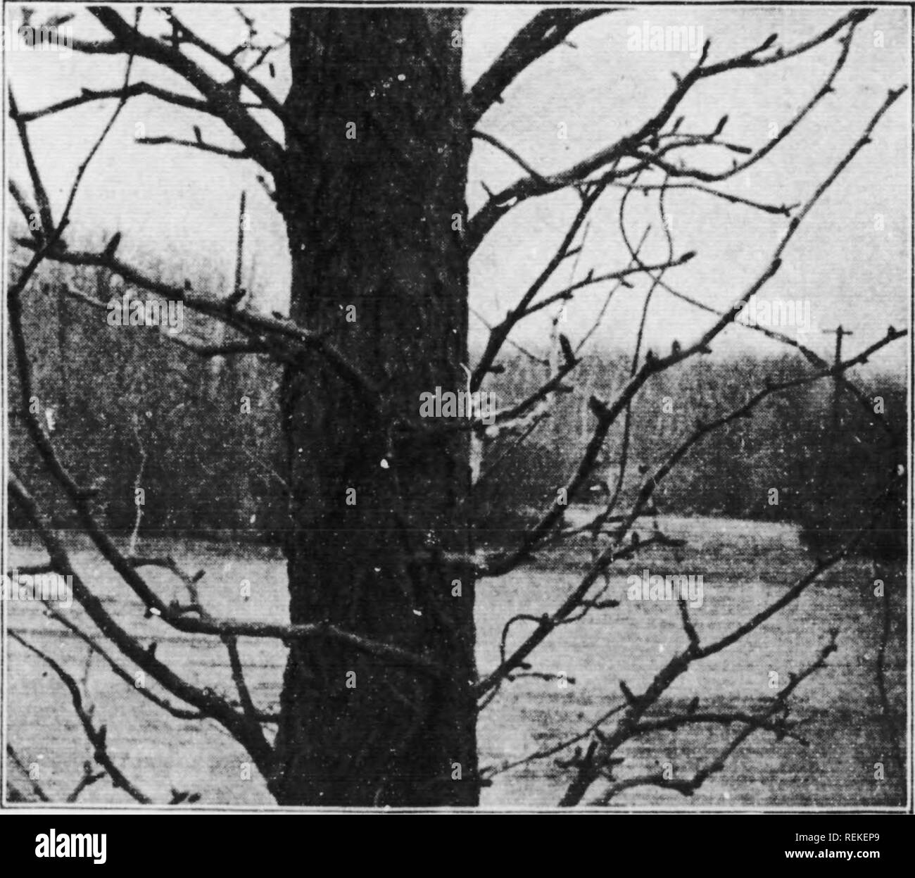 . Clé illustrée à la vie sauvage et cultivé couramment arbres du nord-est des États-Unis et du Canada [microforme] : fondés principalement sur les caractères des feuilles. Les ARBRES ; ARBRES ; ARBRES, Arbres. ImK- ii-^^ (linkj,). Vieux tronc en forme lilade.. Cult. Originaire de l'Asie de l'Est. (Vi :,&gt ;. 15. 16. 17.) Le Ginkgo, Maiden-hair, arbre Ginkgo biloba L. i. l*'ig. 17. Le Ginkgo. Les jeunes un tronc(je les rameaux. m. Veuillez noter que ces images sont extraites de la page numérisée des images qui peuvent avoir été retouchées numériquement pour plus de lisibilité - coloration et l'aspect de ces illustrations ne peut pas parfaitement ressembler à l'original Banque D'Images