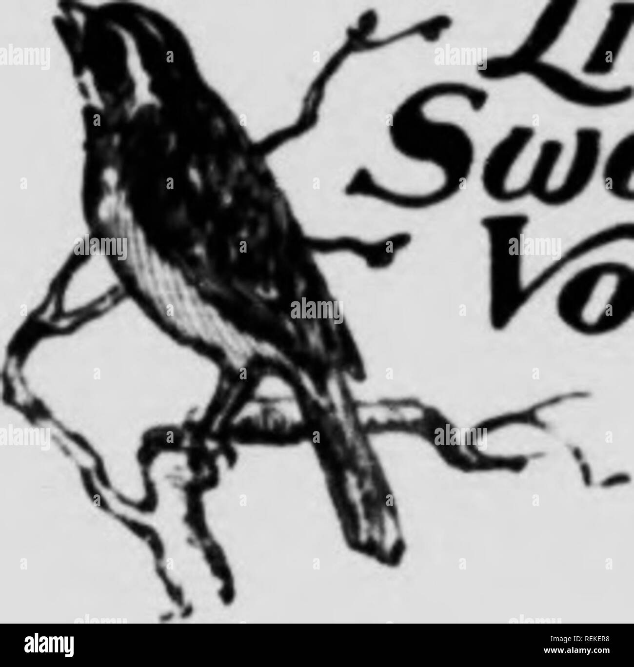 Oiseaux Du Ciel Microform Les Oiseaux Jeu Et Gibier