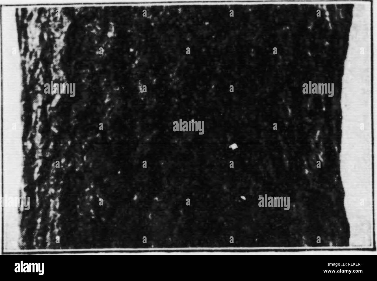 . Clé illustrée à la vie sauvage et cultivé couramment arbres du nord-est des États-Unis et du Canada [microforme] : fondés principalement sur les caractères des feuilles. Les ARBRES ; ARBRES ; ARBRES, Arbres. Les principaux genres d'ESPÈCES AXU ii. ImK- ii-^^ (linkj,). Vieux tronc en forme lilade.. Cult. Originaire de l'Asie de l'Est. (Vi :,&gt ;. 15. 16. 17.) Le Ginkgo, Maiden-hair, arbre Ginkgo biloba L. i. Veuillez noter que ces images sont extraites de la page numérisée des images qui peuvent avoir été retouchées numériquement pour plus de lisibilité - coloration et l'aspect de ces illustrations ne peut pas parfaitement ressembler à l'œuvre originale.. Colli Banque D'Images