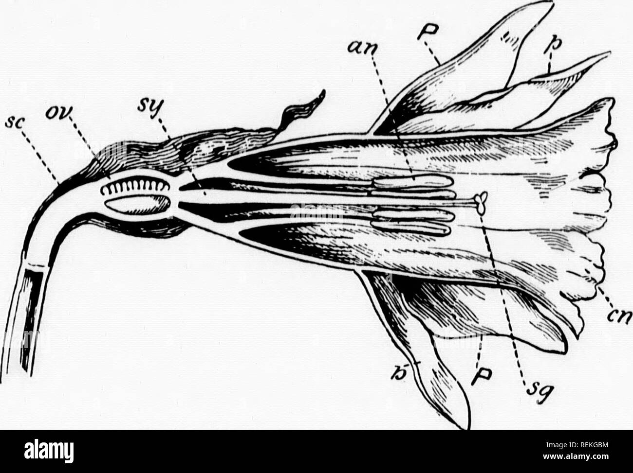. Botanique élémentaire [microform]. Botanique ; Botanique. E/TRIDACR ic, hypo- ibined à 003  + 3, ^e/s trois,:lnt, placentas axiles ; la stigmatisation, la direction exécutive  ;- endulous pparently de poignarder les étamines je capsule est endo-, il mûrit, il aightens. seeds lants (comme ted route 171 je précise. L'aisselle se jparagus ) )ove le iquently (y con- eme de  % en accord 5 Itivated, Fritil- à ce ie Lily- A3  + 3 dans la jonquille (Mtrassus/&gt;.mrassus^o seu) (fig. 21 c) et dans le Narcissus nous remarque-(i.) Le spathc : (ii.) thi pctabid. Fig. 215.âVertical article de nower de Jonquille de ^l^^^V lol"^»^^^^ ; (f'"^»^»^^ ^'""â- ^^&gt ;) Banque D'Images