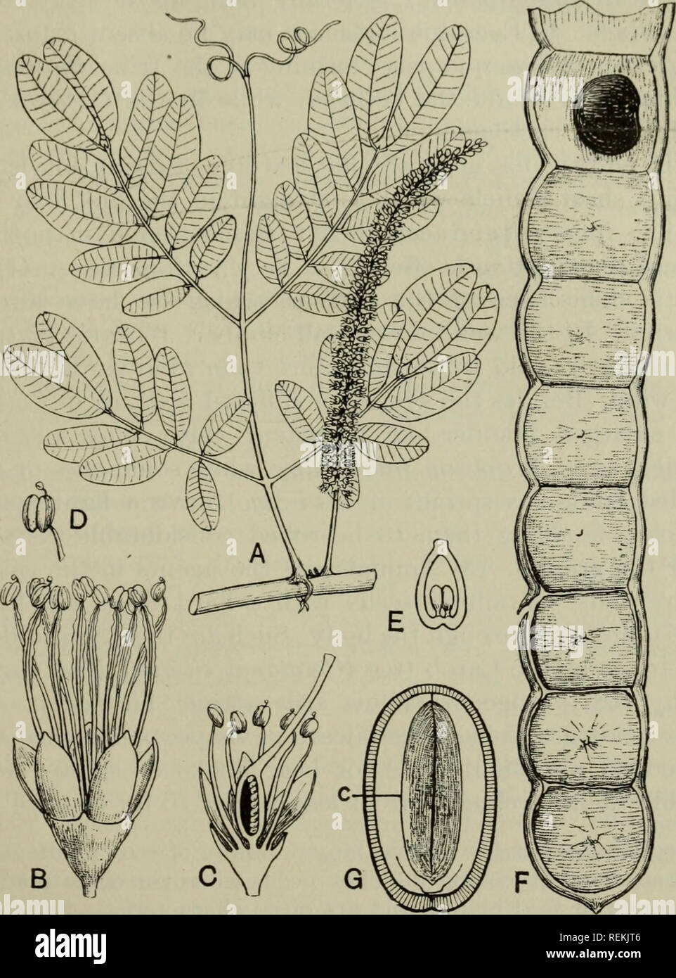 La Classification Des Plantes A Fleurs Les Plantes Leguminosae Eclate Sous Pression Il Se Detache Et Est Soufflee A Une Certaine Distance Avant D Eclater Ou Se Brise Et Disperse